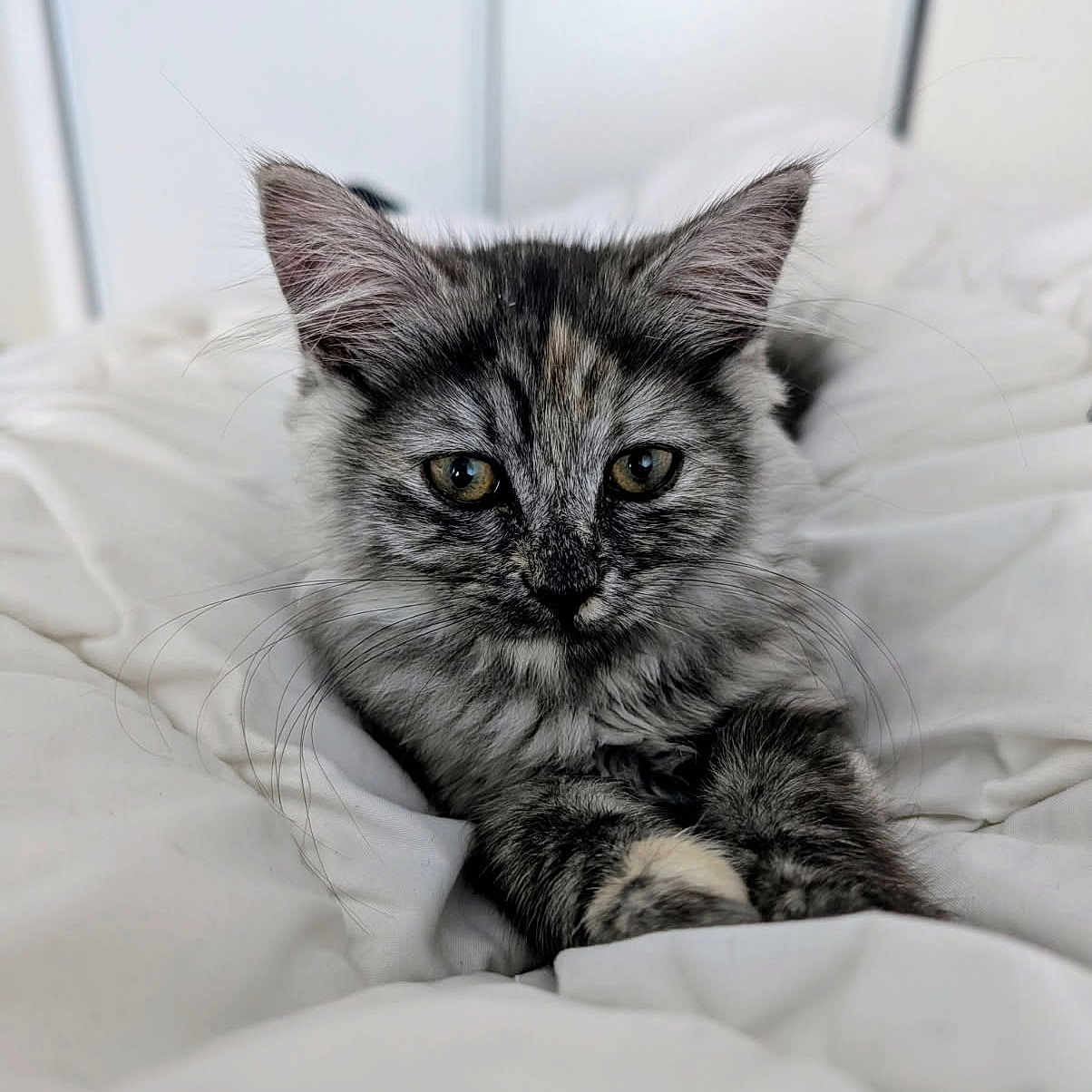 Naya a rejoint le concours — aidez-le/la à gagner de superbes lots ! animal, bed, blanket, cat, closeup, cozy, cute, ears, eyes, feline, fur, gray_tabby, indoor, kitten, pet, portrait, relaxed, resting, whiskers, young