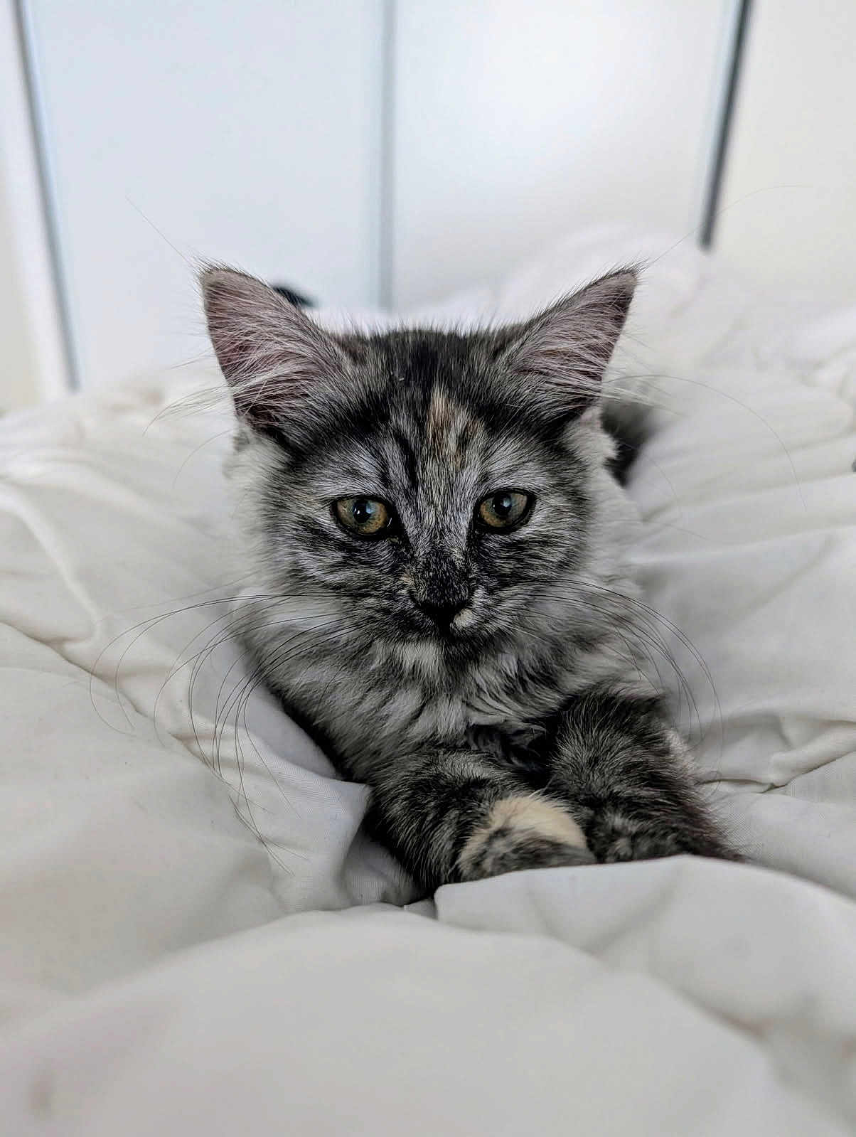 Naya a rejoint le concours — aidez-le/la à gagner de superbes lots ! kitten, cat, gray_tabby, pet, animal, fur, whiskers, ears, eyes, bed, blanket, cozy, indoor, cute, young, feline, relaxed, resting, portrait, closeup