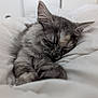 Naya participe au concours pour gagner de l'argent avec cette photo : kitten, cat, sleeping, cozy, blanket, fluffy, paw, fur, resting, indoor, cute, pet, animal, closeup, soft, white, relaxing, young, peaceful, napping
