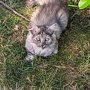 Naya participe au concours pour gagner de l'argent avec cette photo : kitten, cat, animal, feline, grass, outdoor, pet, young, cute, fluffy, nature, mammal, whiskers, ears, eyes, tail, resting, sunlight, ground, leaf