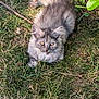 kitten, cat, animal, feline, grass, outdoor, pet, young, cute, fluffy, nature, mammal, whiskers, ears, eyes, tail, resting, sunlight, ground, leaf