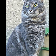Beau joined the competition — help win amazing prizes! cat, gray_tabby, yellow_eyes, feline, pet, animal, sitting, outdoor, wall, texture, fur, whiskers, ears, portrait, looking_away, domestic_cat, cute, alert, side_view, nature