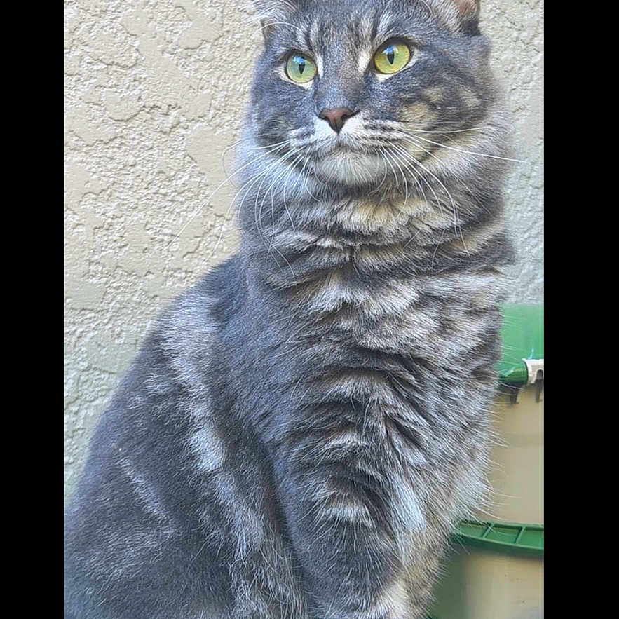 Beau