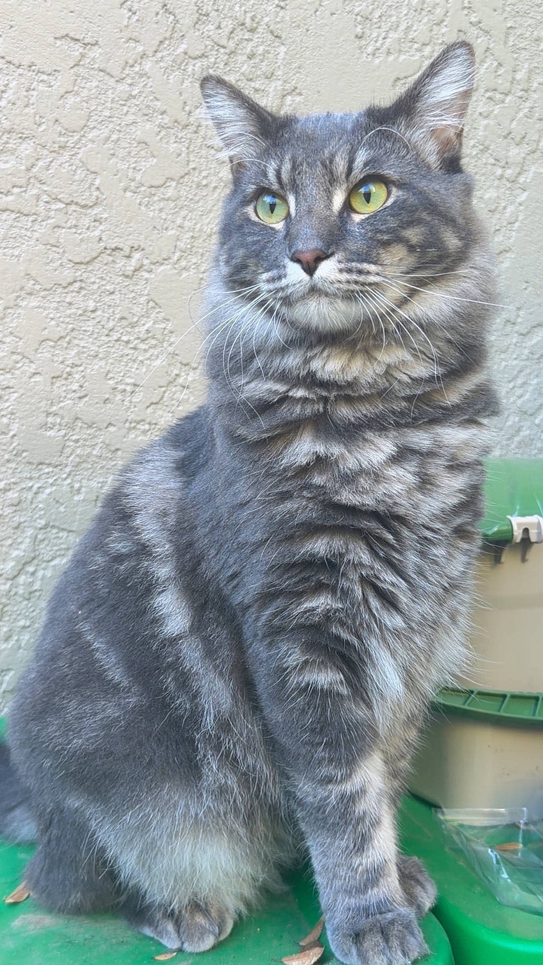 Beau is registered to the contest to win money with this photo: animal, calm, cat, closeup, domestic_cat, ears, feline, fluffy, fur, gray_cat, green_eyes, green_surface, outdoor, pet, portrait, sitting, tabby, texture, wall, whiskers