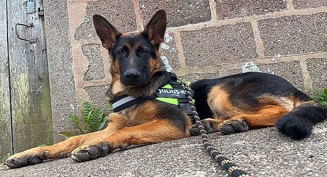 Sako a rejoint le concours — aidez-le/la à gagner de superbes lots ! belgian_shepherd_malinois, canidae, carnivore, collar, companion_dog, dog, dog_breed, dog_supply, east_european_shepherd, fawn, german_shepherd_dog, herding_dog, king_shepherd, old_german_shepherd_dog, pet_supply, plant, road_surface, snout, sporting_group, street_dog