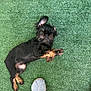 Rayne is registered to the contest to win money with this photo: dog, puppy, black_dog, brown_paws, tennis_ball, green_turf, slipper, pet, outdoor, playful, lying_down, fur, cute, small_dog, looking_up, ear_flopped, toy, grass_like_surface, domestic_animal, companion