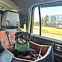 dog, pet, car_seat, green_sweater, vehicle_interior, window, road, trees, sunny, seatbelt, headrest, cozy, small_dog, black_dog, travel, resting, daytime, quilted, fabric, sitting