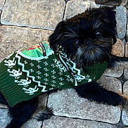 Rayne joined the competition — help win amazing prizes! dog, black_dog, small_dog, puppy, pet, sweater, knitwear, green_sweater, pattern, outdoor, stone_tiles, pavement, lying_down, curious, cute, fur, beard, animal, companion, resting