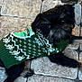 dog, black_dog, small_dog, puppy, pet, sweater, knitwear, green_sweater, pattern, outdoor, stone_tiles, pavement, lying_down, curious, cute, fur, beard, animal, companion, resting