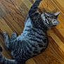 Mau joined the competition — help win amazing prizes! animal, cat, cute, domestic_cat, ears, feline, floor, fur, indoor, paw, pet, playful, relaxed, side_view, stretching, striped, tabby, whiskers, wooden_floor, young_cat