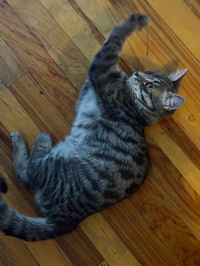 Mau