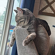 Mau is registered to the contest to win money with this photo: animal, cat, chair, cozy, curtain, cute, domestic_cat, furniture, gray_cat, home, indoor, mammal, peaceful, pet, relaxation, resting, sleeping_cat, soft_light, tabby, window