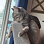 animal, cat, chair, cozy, curtain, cute, domestic_cat, furniture, gray_cat, home, indoor, mammal, peaceful, pet, relaxation, resting, sleeping_cat, soft_light, tabby, window