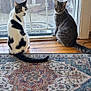 Mau is registered to the contest to win money with this photo: animal, black_and_white_cat, cat, cats, domestic_animal, door, feline, floor, glass_door, gray_cat, home_interior, indoor, looking_back, mesh_screen, patterned_rug, pets, rug, striped_cat, white_cat, wooden_floor