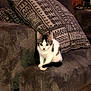 animal, black, cat, couch, cozy, cute, eyes, fur, furniture, home, indoor, kitten, looking, pet, pillow, relax, sitting, small, texture, white