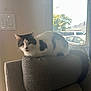 Jaraiyah joined the competition — help win amazing prizes! black_and_white, car_outside, cat, curious, curtain, daylight, domestic, feline, gray_furniture, home, indoor, light_switch, pet, relaxing, resting, sofa, tail, texture, tree, window