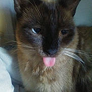 Mo Mo is registered to the contest to win money with this photo: balinese, birman, burmese, carnivore, cat, felidae, iris, javanese, kitten, mammal, nose, ojos_azules, siamese, small_to_medium_sized_cats, snout, snowshoe, thai, tonkinese, vertebrate, whiskers