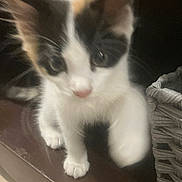 Luna is registered to the contest to win money with this photo: animal, basket, black, blur, cat, close_up, curious, cute, feline, fur, indoor, indoors, kitten, paws, pet, soft_focus, whiskers, white, wooden_surface, young