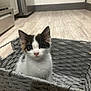 Luna joined the competition — help win amazing prizes! animal, basket, black_fur, brown_fur, calico, cat, curious, cute, domestic, ears, face, floor, home, indoor, kitten, looking, pet, white_fur, wooden_floor, young
