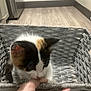 Luna is registered to the contest to win money with this photo: animal, basket, calico, cat, curious, cute, domestic_cat, feline, finger, floor, hand, holding, indoor, kitten, pet, playful, small, touch, woven_basket, young