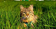 Picsou a rejoint le concours — aidez-le/la à gagner de superbes lots ! cat, tabby_cat, grass, field, outdoor, sunlight, nature, house, blue_sky, greenery, pet, animal, domestic_cat, feline, daylight, closeup, mammal, whiskers, ears, fur