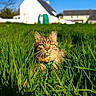 cat, tabby_cat, grass, field, outdoor, sunlight, nature, house, blue_sky, greenery, pet, animal, domestic_cat, feline, daylight, closeup, mammal, whiskers, ears, fur