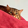 Picsou a rejoint le concours — aidez-le/la à gagner de superbes lots ! cat, tabby, pet, animal, fur, whiskers, eyes, nose, ears, blanket, red, cozy, indoor, curious, cute, feline, resting, closeup, portrait, domestic
