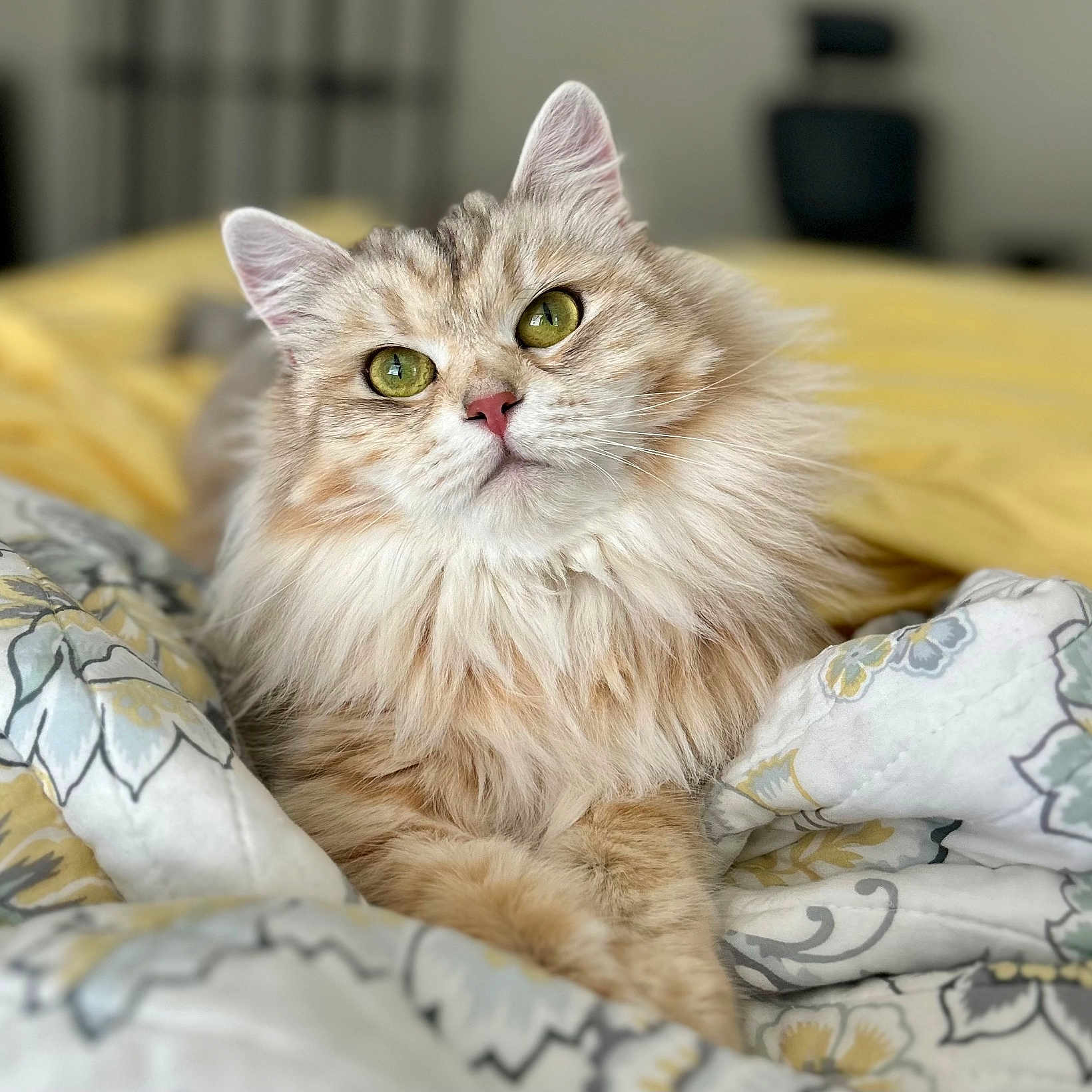 Nala is registered to the contest to win money with this photo: abyssinian, angora, animal, bed, bedroom, blanket, cat, couch, cushion, furniture, homedecor, indoors, kitten, manx, pet, quilt, room