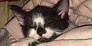 Tuna joined the competition — help win amazing prizes! kitten, cat, sleeping, black_and_white, paw, blanket, cozy, cute, fur, pet, animal, resting, snuggled, soft, indoors, closeup, pink, ears, whiskers, nap