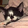 kitten, cat, sleeping, black_and_white, paw, blanket, cozy, cute, fur, pet, animal, resting, snuggled, soft, indoors, closeup, pink, ears, whiskers, nap