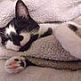cat, black_and_white, sleeping, paw, blanket, cozy, cute, pet, feline, resting, soft, indoor, closeup, fur, relaxed, animal, whiskers, pink_paw, comfort, nap