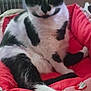 cat, pet_bed, black_and_white, feline, indoor, resting, cozy, furniture, soft, animal, paw, cute, patterned, pink, red, relaxed, domestic, fur, comfort, bed