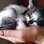 kitten, sleeping, hand, black_and_white, fur, pet, cute, small, animal, domestic_animal, whiskers, close_up, resting, feline, soft, tiny, cozy, peaceful, indoor, young