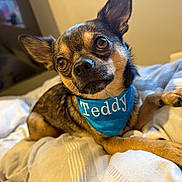 Teddy joined the competition — help win amazing prizes! animal, bandana, bed, black, blanket, brown, chihuahua, closeup, comfortable, cozy, cute, dog, ears, eyes, fur, indoor, paw, pet, resting, small_dog