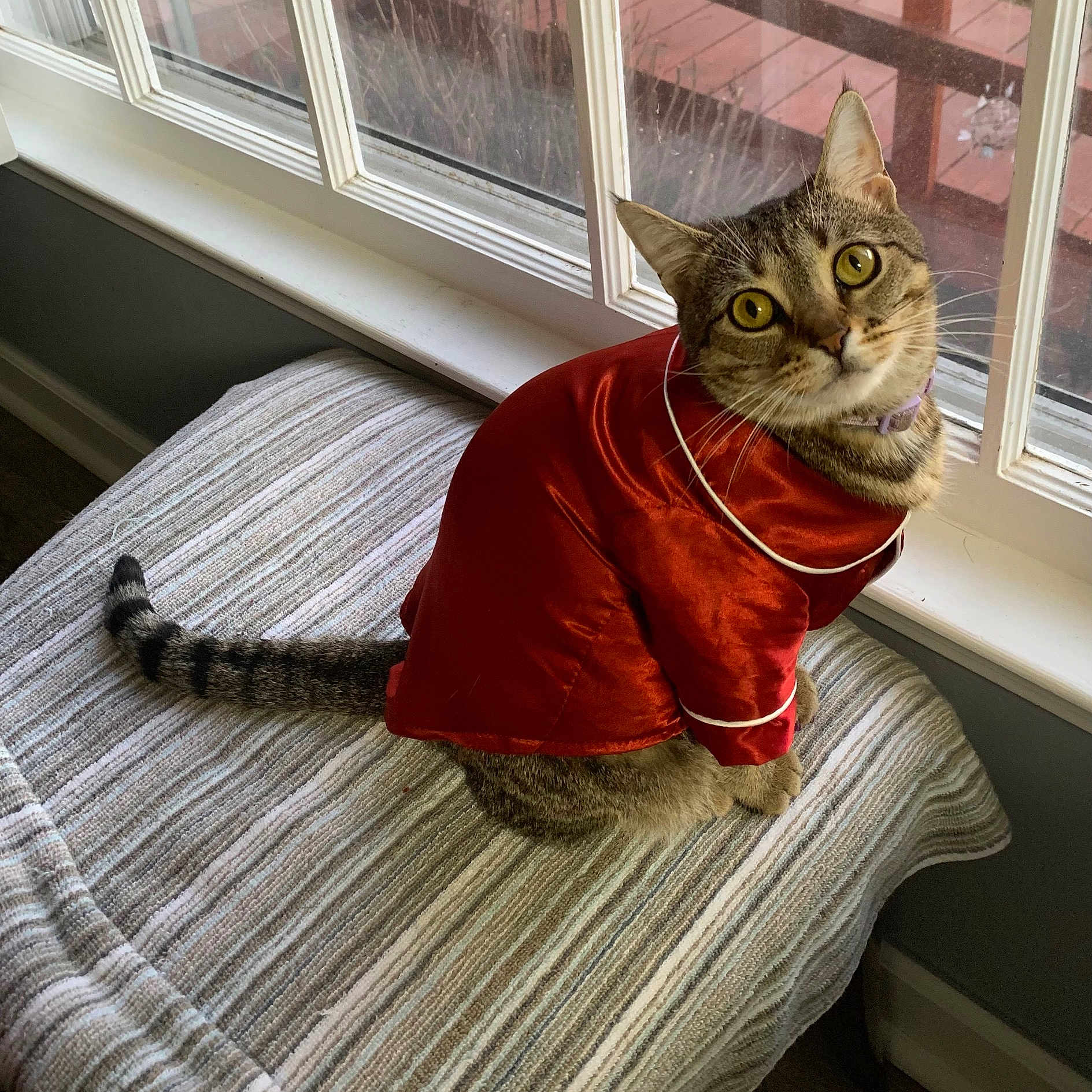 Sally Cassidy joined the competition — help win amazing prizes! abyssinian, animal, blanket, cat, chair, chaise, clothing, couch, cushion, egyptiancat, furniture, homedecor, indoors, kitten, manx, pet, t_shirt, velvet, window, windowsill