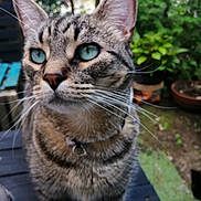 Gribouille a rejoint le concours — aidez-le/la à gagner de superbes lots ! abyssinian, animal, backyard, cat, cookware, jar, kitten, machine, manx, nature, outdoors, pet, plant, planter, pot, pottedplant, pottery, vase, wheel, wood