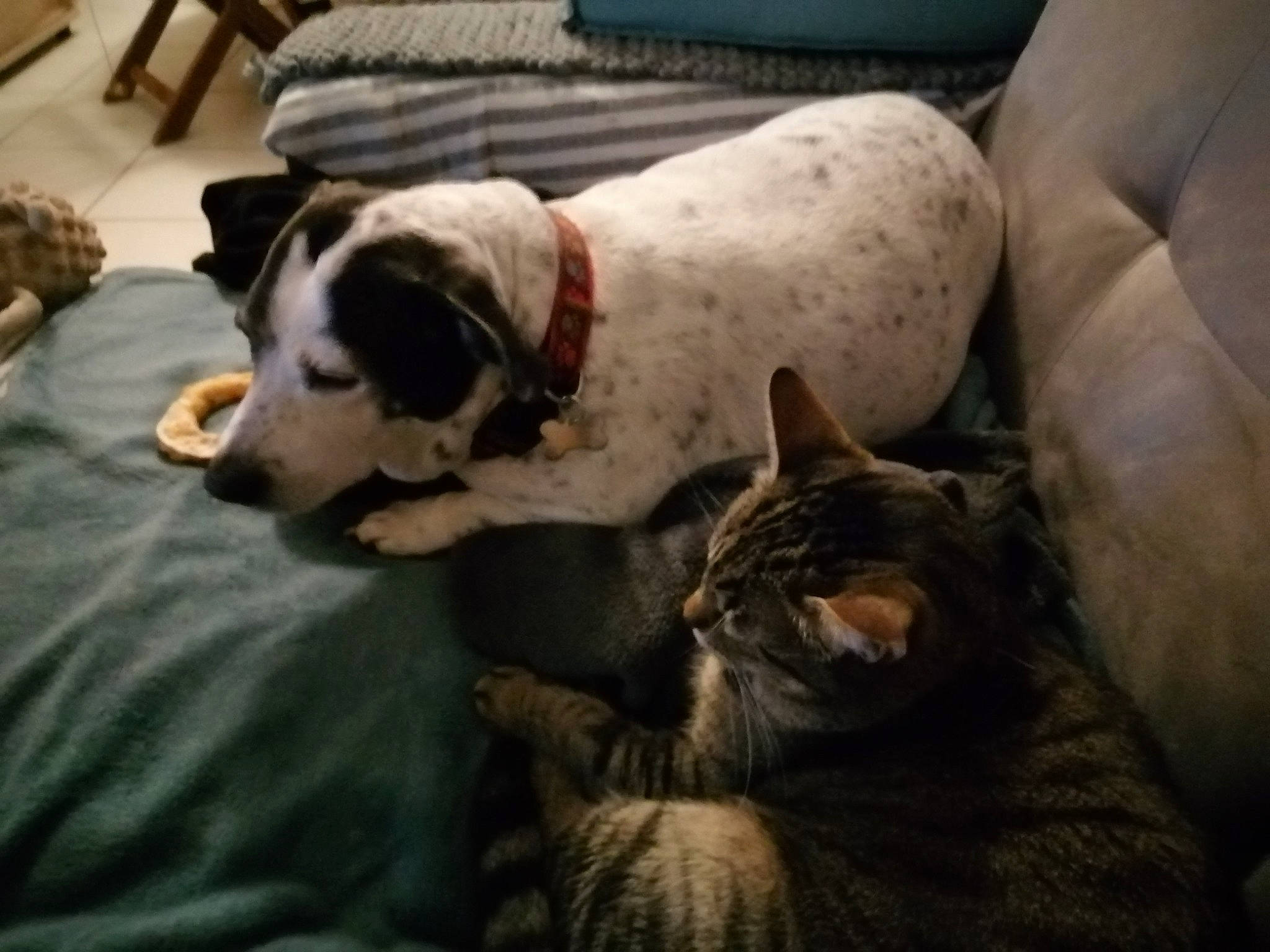 Snoopette participe au concours pour gagner de l'argent avec cette photo : carnivore, cat, chair, comfort, companion_dog, couch, dalmatian, dog, dog_breed, dog_supply, felidae, fur, guard_dog, non_sporting_group, small_to_medium_sized_cats, snout, sporting_group, terrestrial_animal, whiskers, working_animal