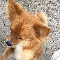 Luke is registered to the contest to win money with this photo: canidae, carnivore, companion_dog, corgi_chihuahua, dog, dog_breed, fawn, fur, german_spitz, non_sporting_group, snout, spitz, sporting_group, tail, terrestrial_animal, toy_dog, volpino_italiano, whiskers, wildlife, working_animal