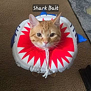 Nas joined the competition — help win amazing prizes! cat, ginger_cat, inflatable_collar, shark_costume, pet, cute, animal, indoor, carpet, funny, costume, face, collar, pet_accessory, playful, looking_up, domestic_cat, orange_cat, animal_portrait, humor