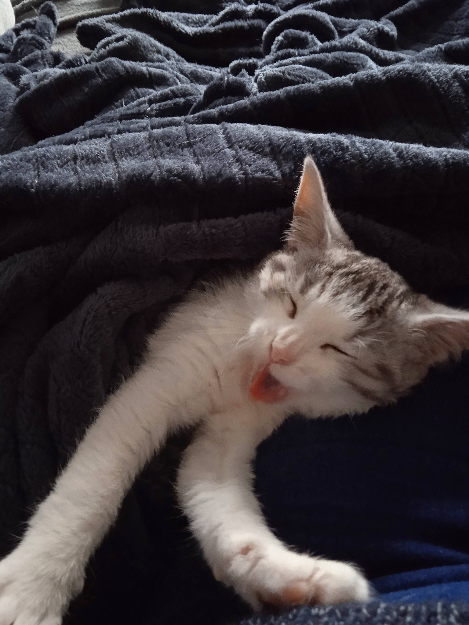 Livia a rejoint le concours — aidez-le/la à gagner de superbes lots ! carnivore, cat, claw, comfort, darkness, domestic_short_haired_cat, eye, felidae, foot, fur, linens, nap, paw, sitting, small_to_medium_sized_cats, snout, tail, whiskers, window