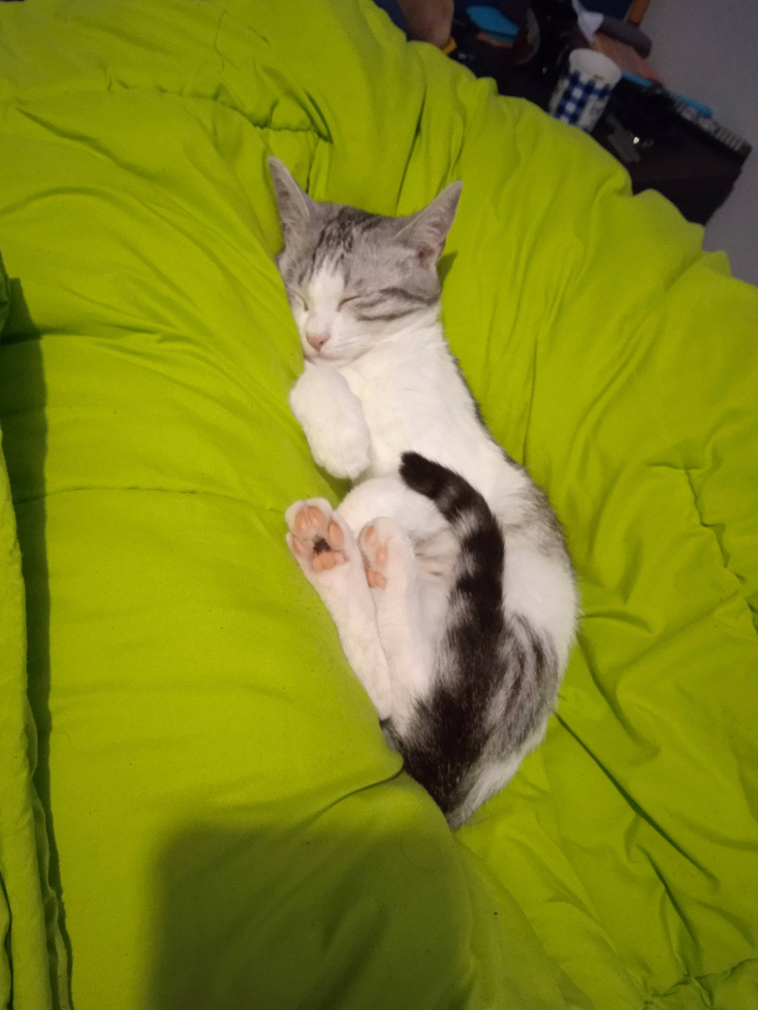 Livia a rejoint le concours — aidez-le/la à gagner de superbes lots ! bed, canidae, carnivore, cat, claw, comfort, couch, domestic_short_haired_cat, duvet, fawn, felidae, fur, grass, lap, linens, nap, paw, small_to_medium_sized_cats, tail, whiskers