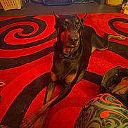 King joined the competition — help win amazing prizes! animal, bag, basket, black, carpet, colorful_pants, crossed_paws, doberman, dog, domestic, fan, floor, furniture, home, indoor, lying_down, patterned_carpet, pet, red, relaxing