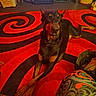 doberman, dog, carpet, red, black, patterned_carpet, indoor, pet, lying_down, crossed_paws, floor, home, furniture, fan, basket, bag, colorful_pants, relaxing, animal, domestic