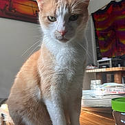 Prompto a rejoint le concours — aidez-le/la à gagner de superbes lots ! animal, cat, colorful_background, ears, eyes, face, fur, furniture, household, indoor, jar, nose, orange_cat, painting, paws, pet, sitting, whiskers, white_cat, wooden_table