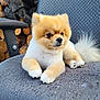 dog, pomeranian, fluffy, pet, animal, chair, groomed, cute, fur, paw, outdoor, wood, stack, resting, small_dog, face, tail, texture, comfy, closeup