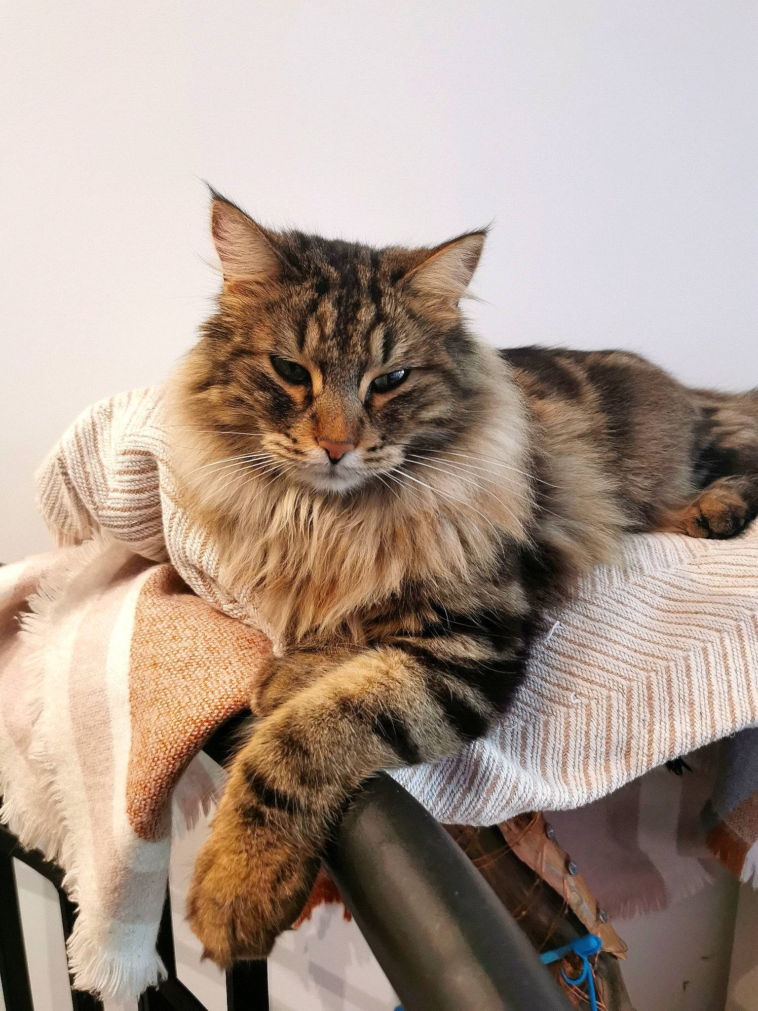 Maluma a rejoint le concours — aidez-le/la à gagner de superbes lots ! british_longhair, carnivore, cat, claw, comfort, domestic_short_haired_cat, eye, fawn, felidae, fur, maine_coon, paw, plant, sitting, small_to_medium_sized_cats, snout, tail, terrestrial_animal, whiskers, wildlife
