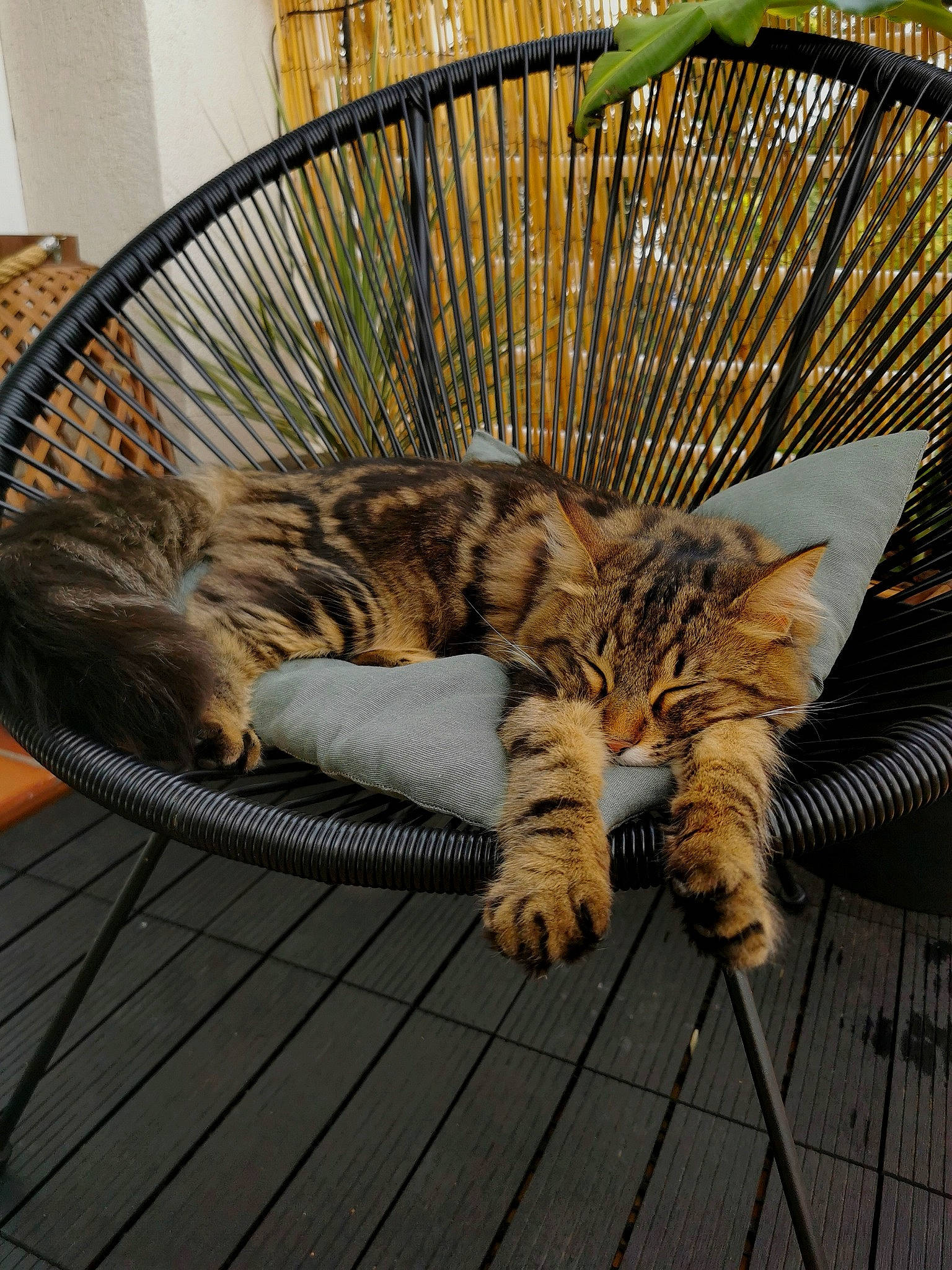 Maluma a rejoint le concours — aidez-le/la à gagner de superbes lots ! carnivore, cat, comfort, domestic_short_haired_cat, fawn, felidae, flooring, fur, grass, hardwood, outdoor_furniture, plant, sitting, small_to_medium_sized_cats, snout, tail, terrestrial_animal, tree, whiskers, wood