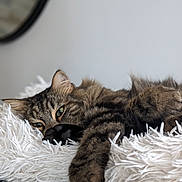 Maluma participe au concours pour gagner de l'argent avec cette photo : abyssinian, accessories, animal, armchair, blanket, cat, chair, clothing, couch, featherboa, furniture, hardwood, homedecor, kitten, manx, person, pet, siamese, sleeping, wood