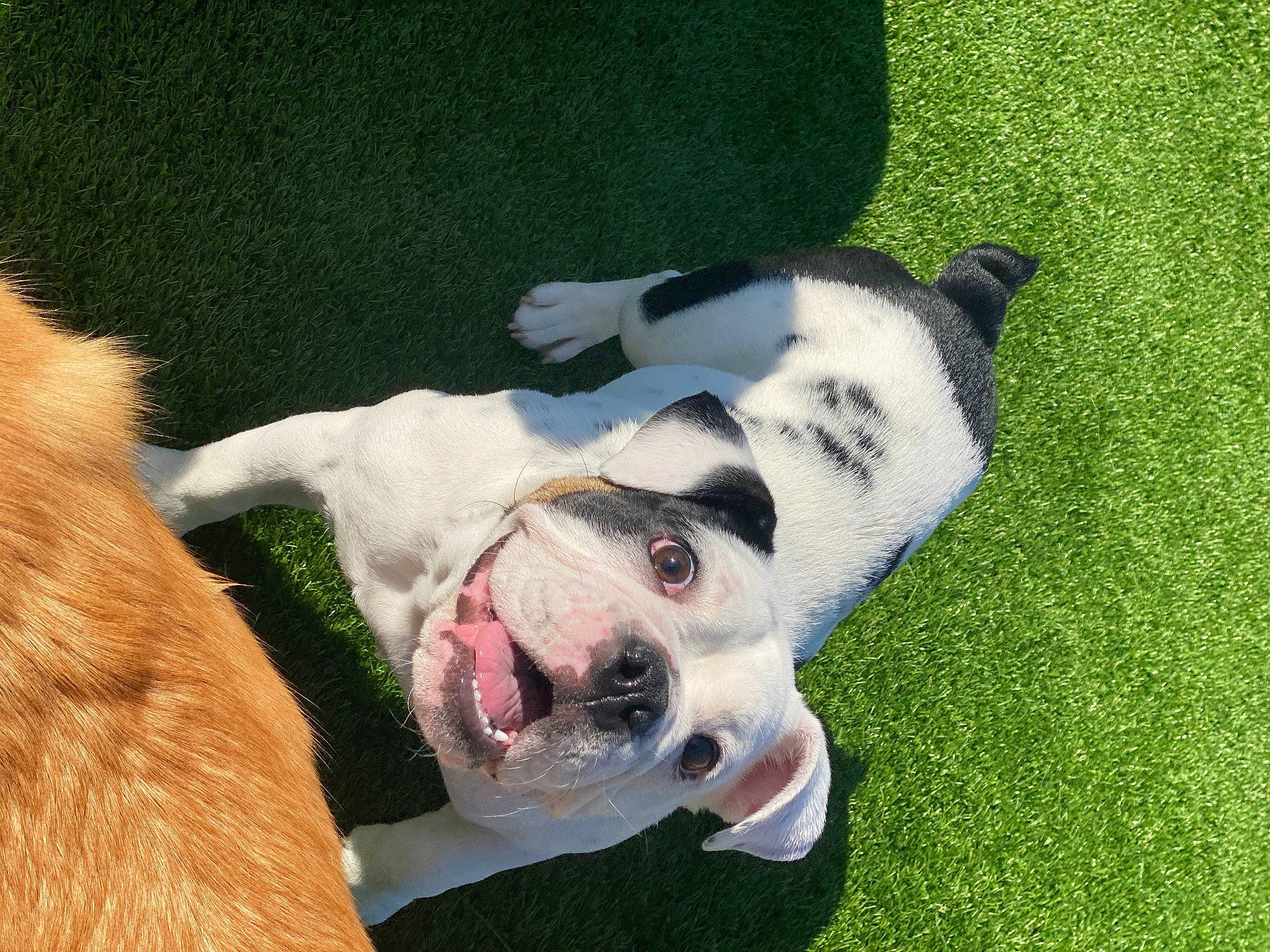 Avery joined the competition — help win amazing prizes! canidae, carnivore, collar, companion_dog, dog, dog_breed, dog_supply, fang, fawn, fur, grass, green, herbaceous_plant, non_sporting_group, snout, sporting_group, tail, terrestrial_animal, working_animal, working_dog