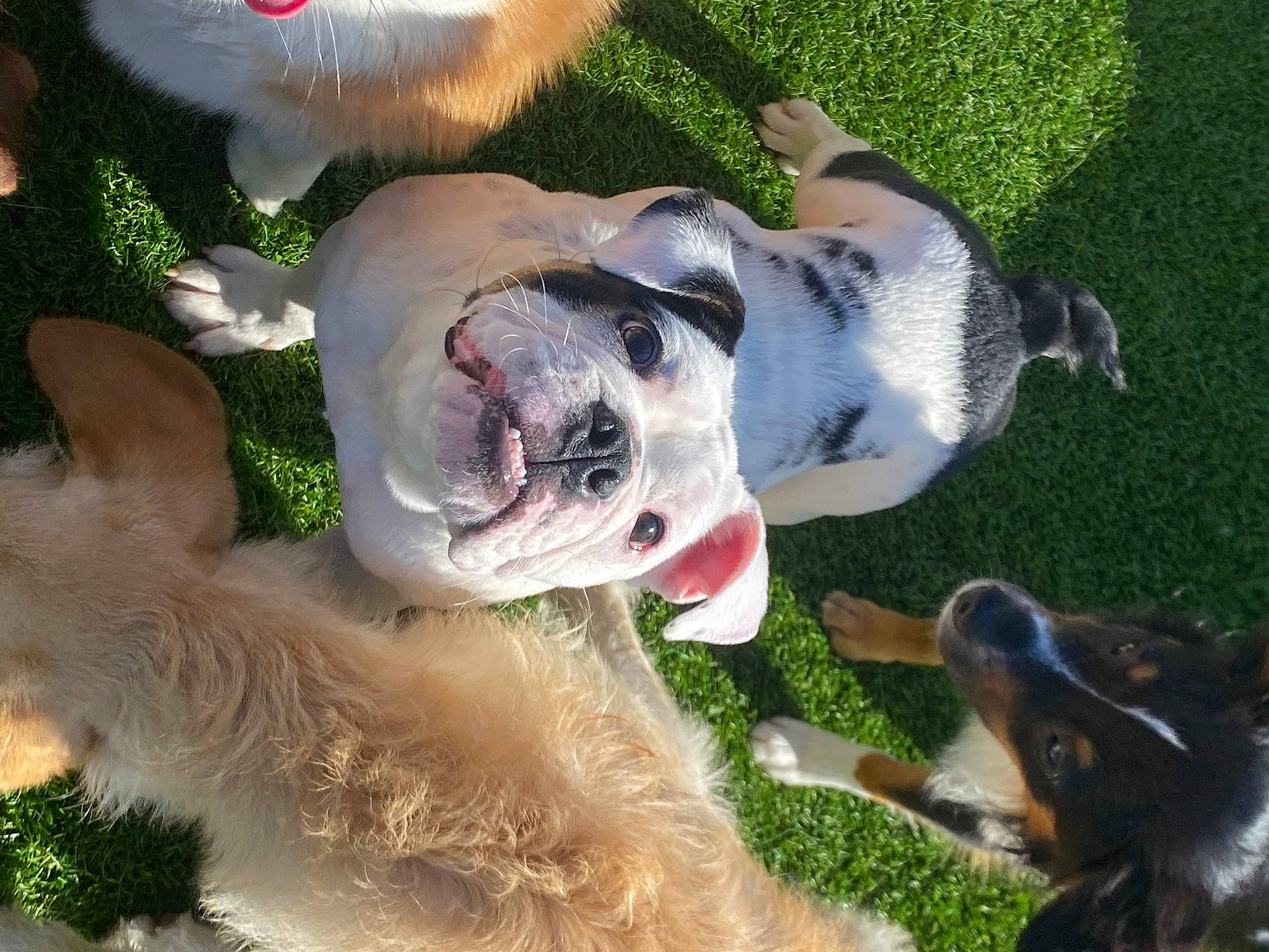 Avery is registered to the contest to win money with this photo: canidae, carnivore, collar, companion_dog, dog, dog_breed, dog_collar, dog_supply, fawn, grass, green, leash, pet_supply, plant, snout, sporting_group, tail, vertebrate, working_animal, working_dog